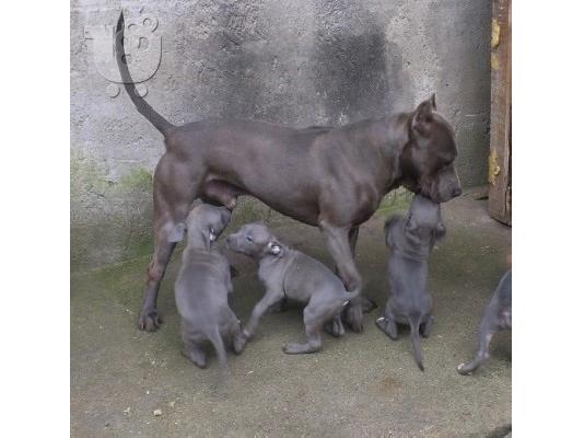 blue nose american pitbull αθηνα θεσσαλονικη νησια 6979314054
